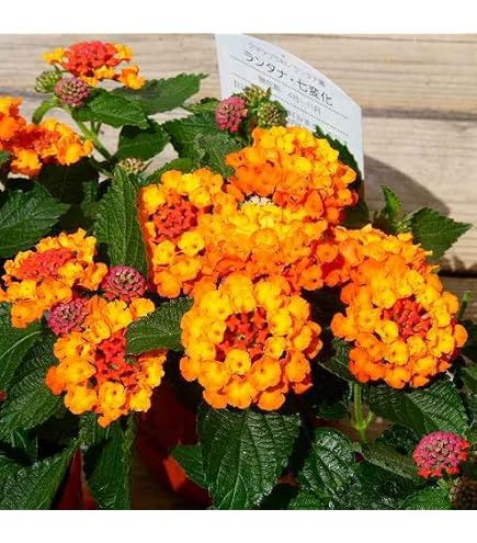 Amazon.co.jp: ランタナ 苗 レッド 赤花 1ポット 七変化 3.5号 花苗 夏